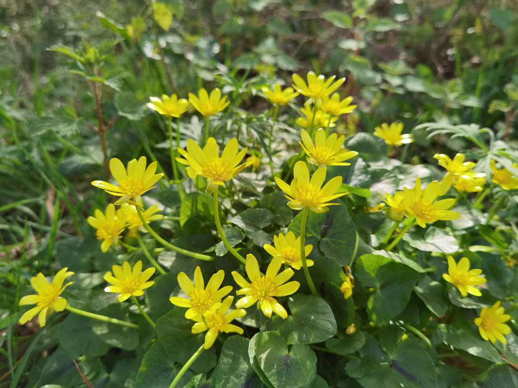 Ficaria verna